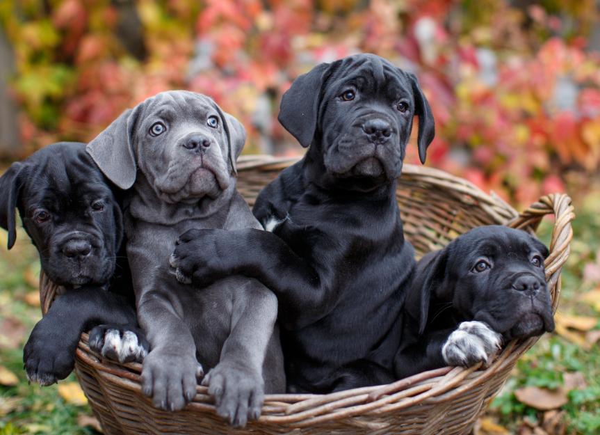 Image showcasing 8 Best Foods for Large-Breed Puppies, Recommended by Vets in 2025 | PetMD